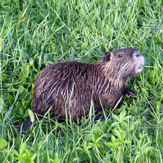 LA NUTRIA TRANSITA NELLE SPECIE NOCIVE