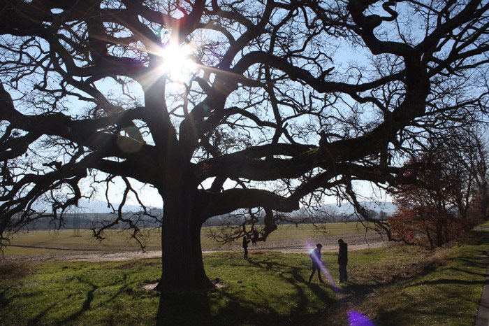 ISTITUITO L'ELENCO DEGLI ALBERI MONUMENTALI D'ITALIA