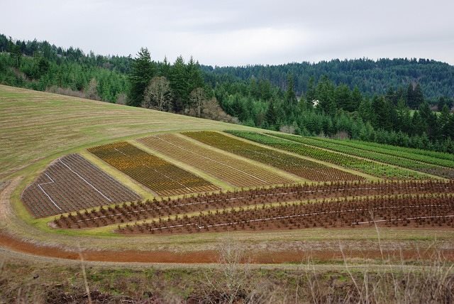 IMU PER I TERRENI AGRICOLI