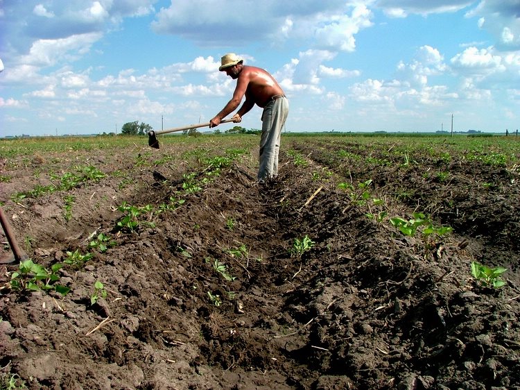 LEGGE PER L' AGRICOLTURA SOCIALE