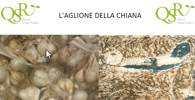 aglione_chiana.jpg