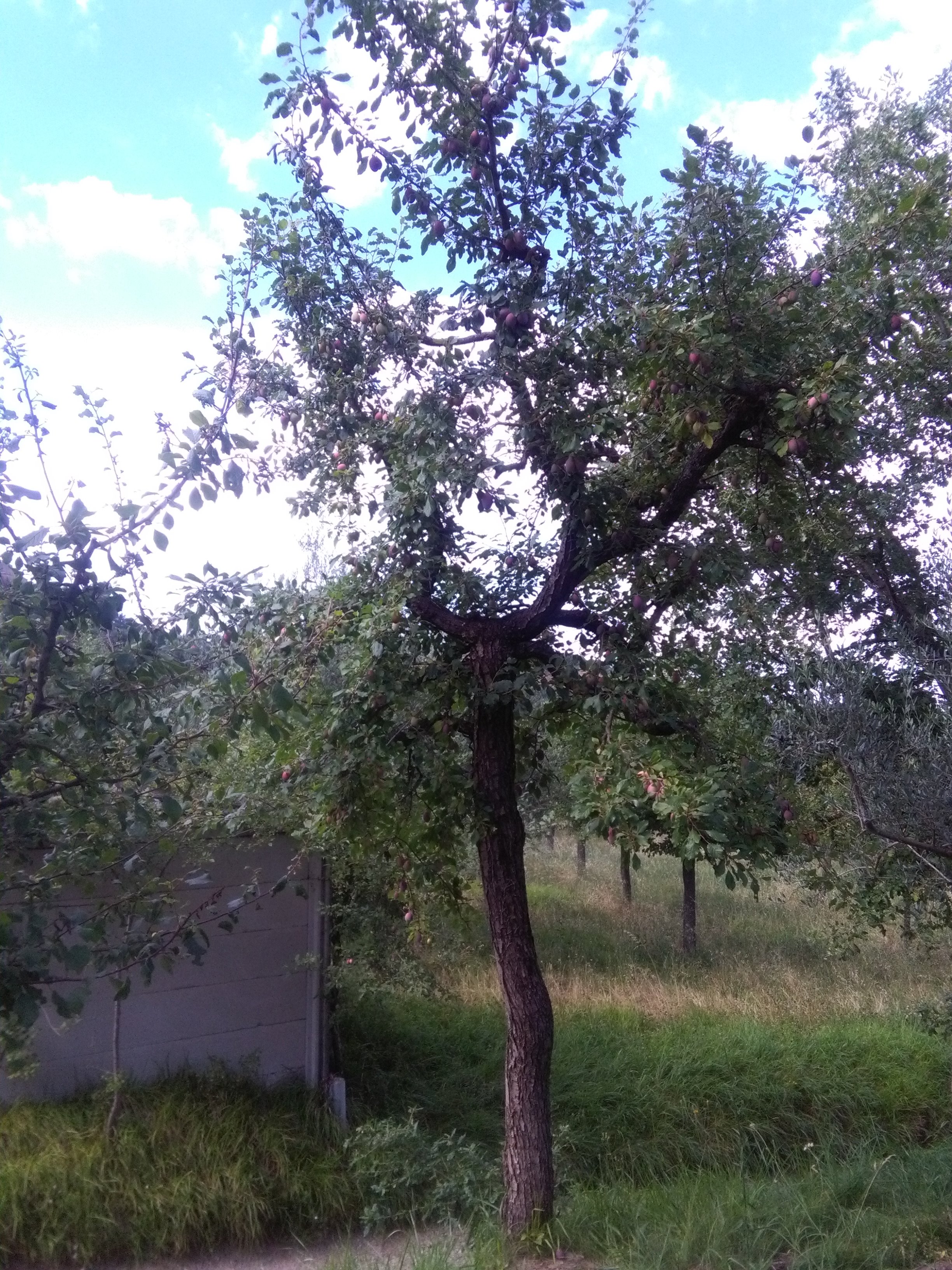 LA SUSINA DI MONTEPULCIANO TRA I PRODOTTI AGROALIMENTARI TRADIZIONALI