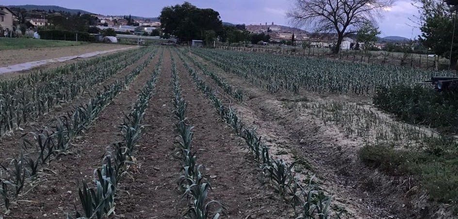 ARRIVA L'ANAGRAFE DELL'AGLIONE DELLA VALDICHIANA